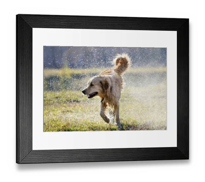 Framed Print : Wet Golden retriever dog over blurry background Framed Print : Wet Golden retriever dog over blurry background