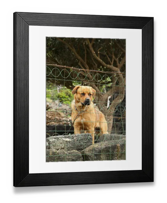 Framed Print : A dog on a chain guards the territory