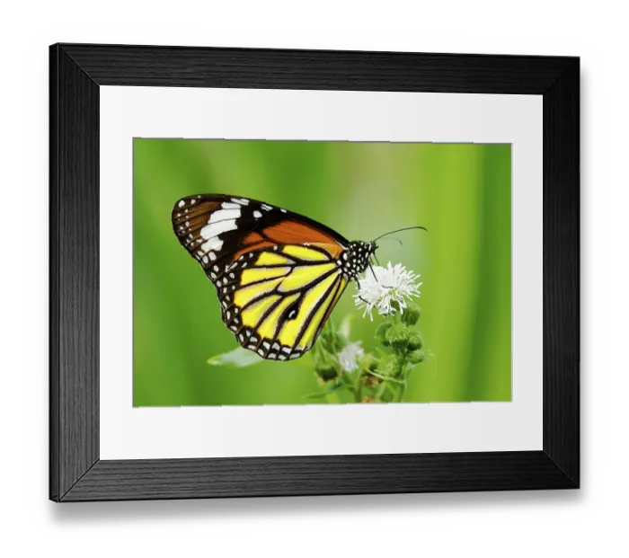 Framed Print : Colorful butterfly feeding on white flower
