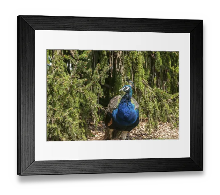 Framed Print : Male peacock amid coniferous greenery background closeup Framed Print : Male peacock amid coniferous greenery background closeup