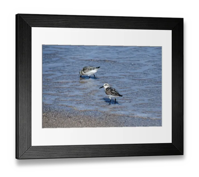 Framed Print : Common sandpipers Actitis hypoleucos on sand beach water line in sunny summer day Framed Print : Common sandpipers Actitis hypoleucos on sand beach water line in sunny summer day