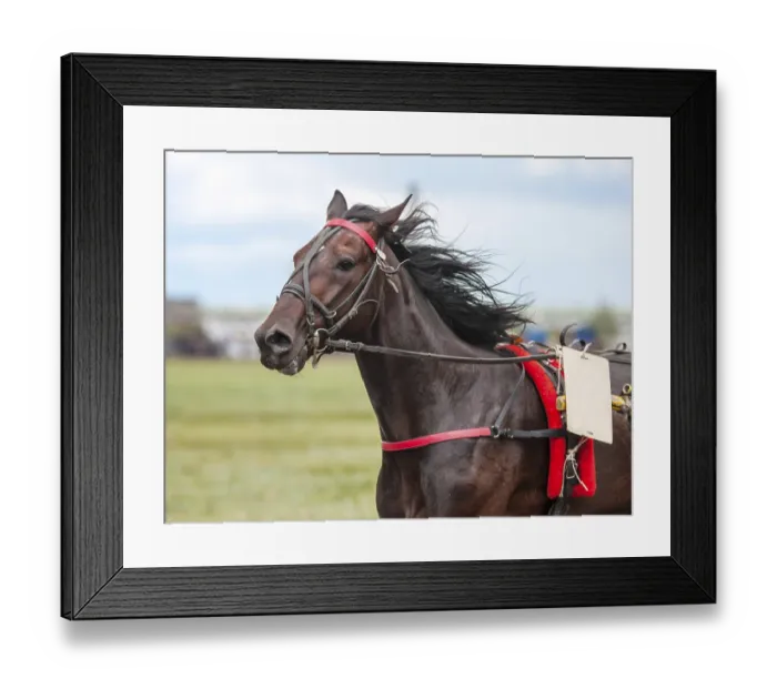 Framed Print : Race horse on the racetrack participates in the prize race