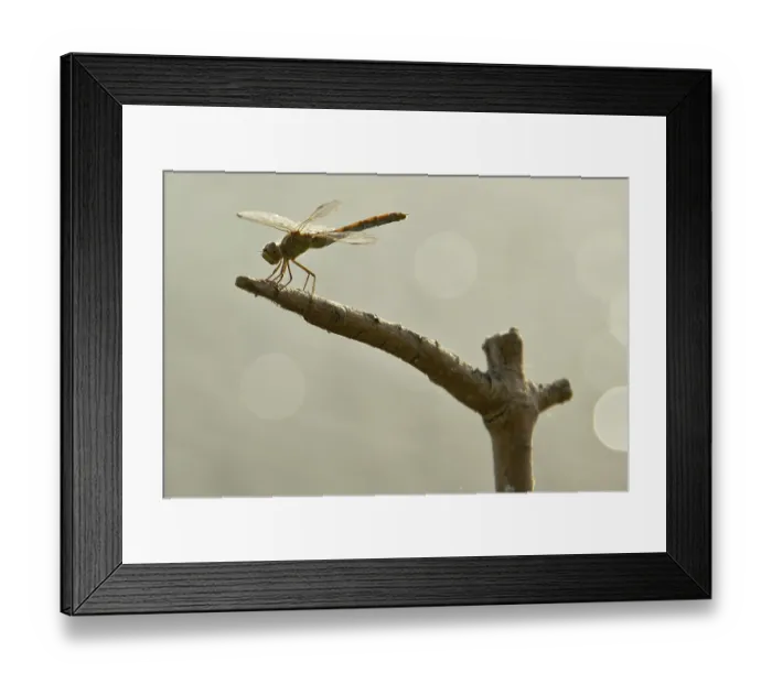 Framed Print : Dragonfly sits on a branch Framed Print : Dragonfly sits on a branch