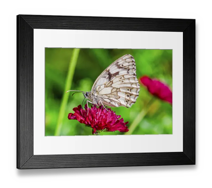 Framed Print : Marbled white (Melanargia galathea) butterfly on flower