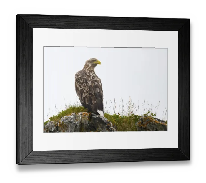 Framed Print : Vardo, Troms, Norway, A white-tailed eagle (Haliaeetus albicilla) perched on a grass-covered rock Vard? Framed Print : Vardo, Troms, Norway, A white-tailed eagle (Haliaeetus albicilla) perched on a grass-covered rock Vard?