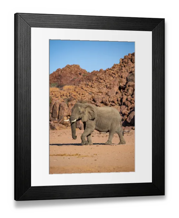 Framed Print : African elephant (Loxodonta africana) Framed Print : African elephant (Loxodonta africana)