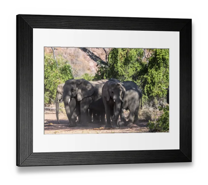 Framed Print : African elephant (Loxodonta africana) Framed Print : African elephant (Loxodonta africana)