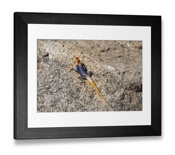 Framed Print : Male settler agama (Agama agama), Namibia Framed Print : Male settler agama (Agama agama), Namibia