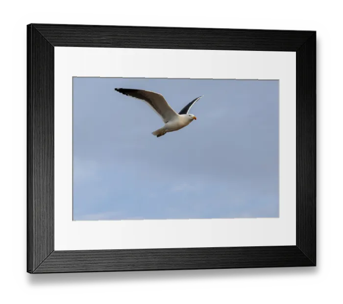 Framed Print : Seagull flying against blue sky, Namibia Framed Print : Seagull flying against blue sky, Namibia