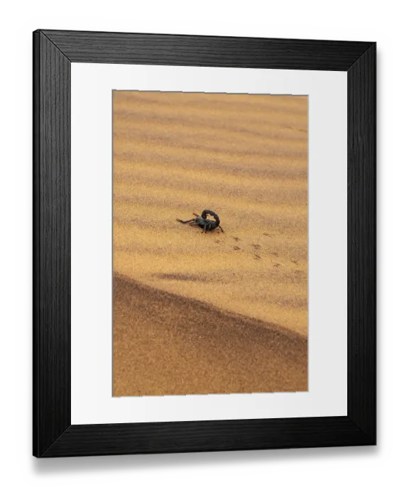 Framed Print : Black scorpion (Parabuthus villosus) running across sand