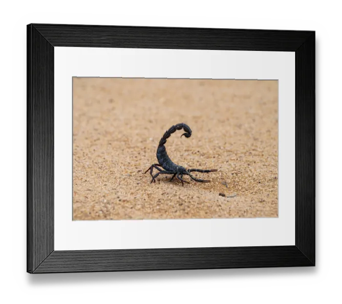 Framed Print : Black scorpion (Parabuthus villosus) running across sand