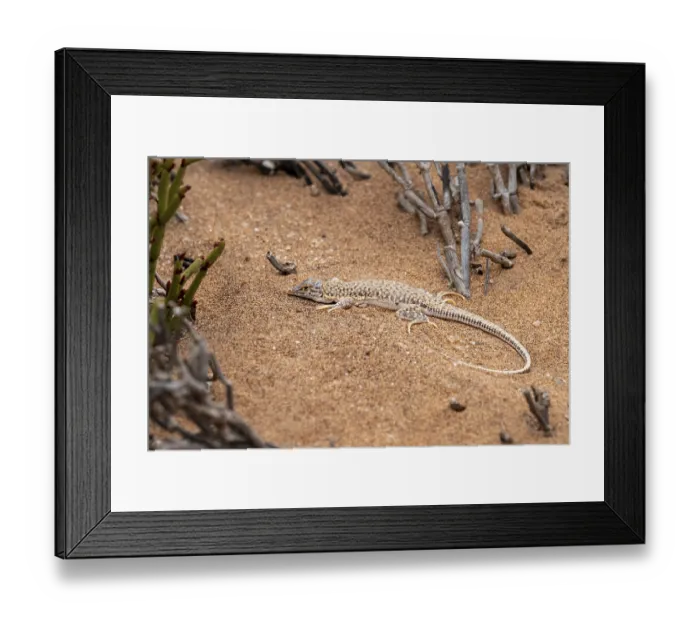 Framed Print : Shovel-nosed lizard (Meroles anchietae) in the sand