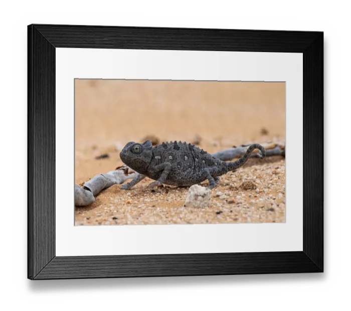 Framed Print : Desert chameleon, Namaqua chameleon (Chamaeleo namaquensis)