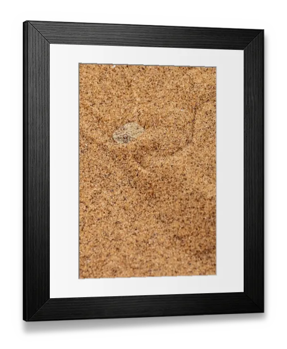Framed Print : Dwarf puff adder (Bitis peringueyi) hiding in the sand