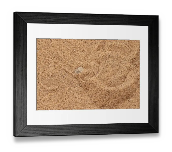 Framed Print : Dwarf puff adder (Bitis peringueyi) hiding in the sand Framed Print : Dwarf puff adder (Bitis peringueyi) hiding in the sand