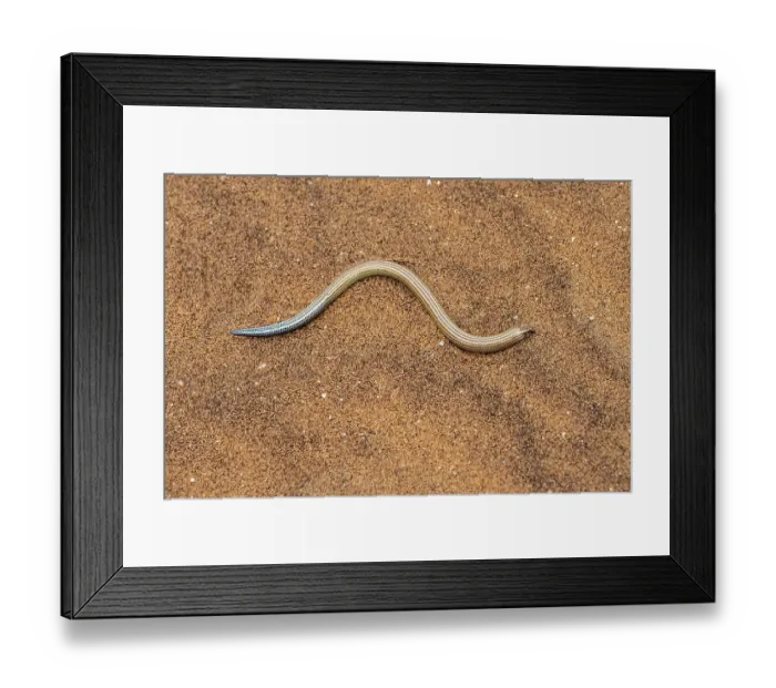 Framed Print : FitzSimon's burrowing skink or short blind dart skink Framed Print : FitzSimon's burrowing skink or short blind dart skink