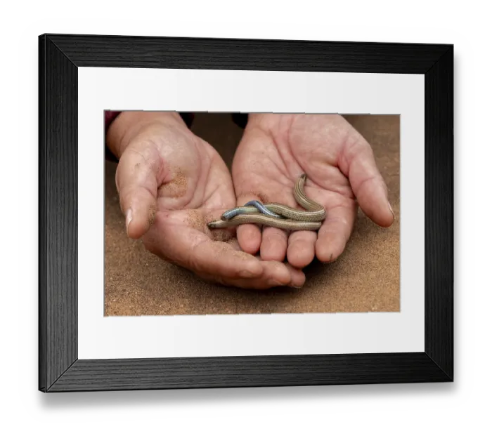 Framed Print : Hand holds two FitzSimon's burrowing skink or short blind dart skink