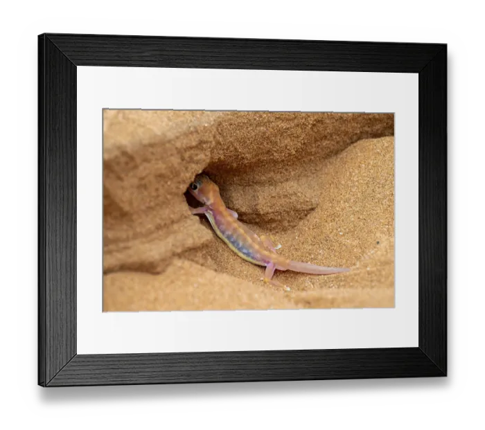 Framed Print : Palmato gecko (Pachydactylus rangei) digging a cave Framed Print : Palmato gecko (Pachydactylus rangei) digging a cave