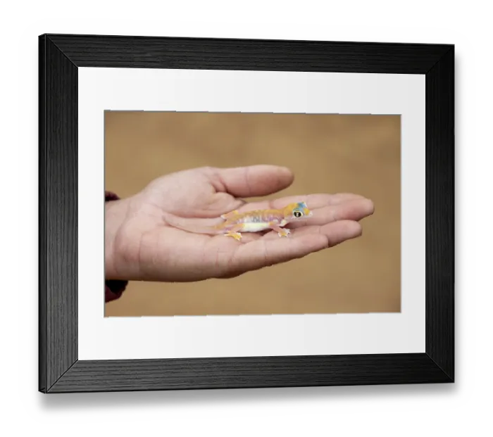 Framed Print : Man holding Palmato gecko (Pachydactylus rangei) on hand