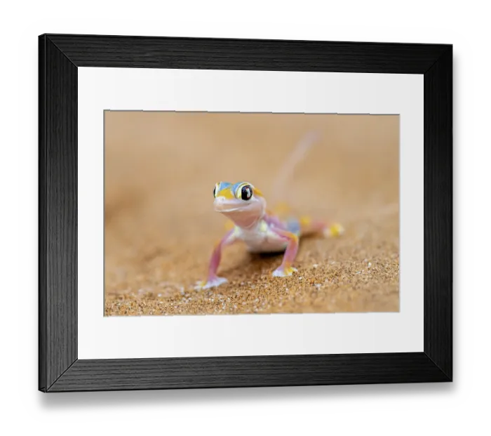 Framed Print : Palmato gecko (Pachydactylus rangei)