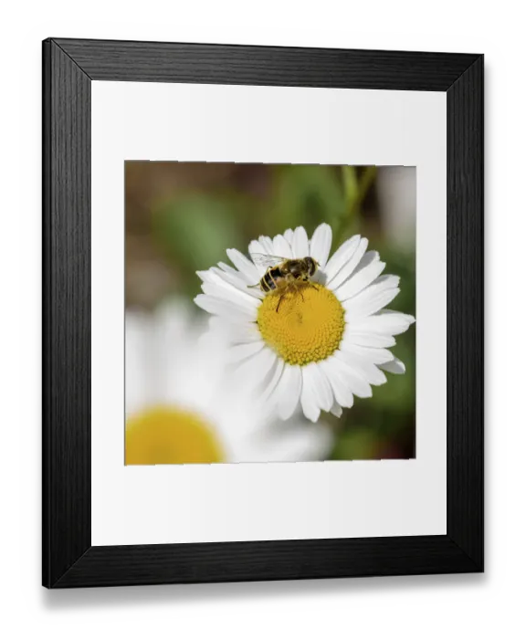 Framed Print : Insects sit on a Daisy, close-up on a Sunny day Framed Print : Insects sit on a Daisy, close-up on a Sunny day