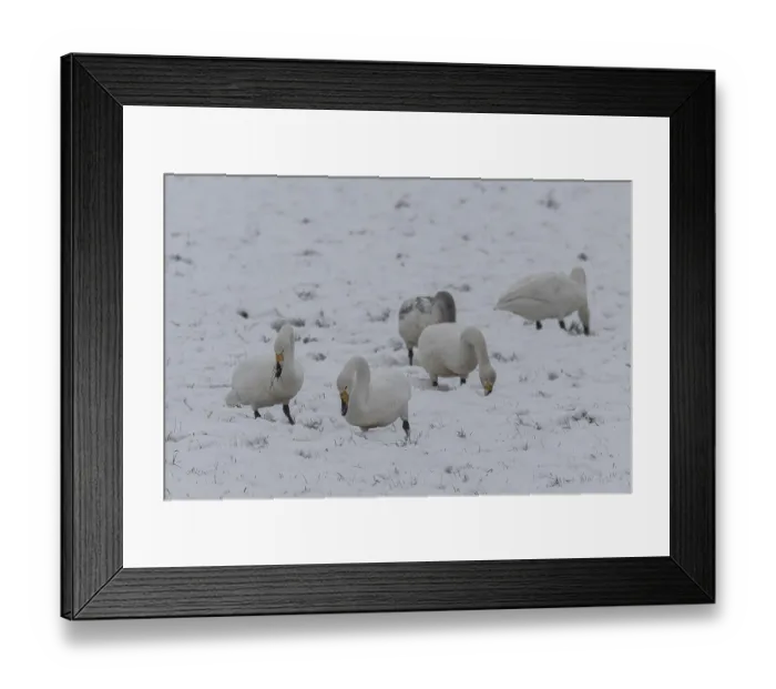 Framed Print : Whooper swans (Cygnus cygnus) in the snow