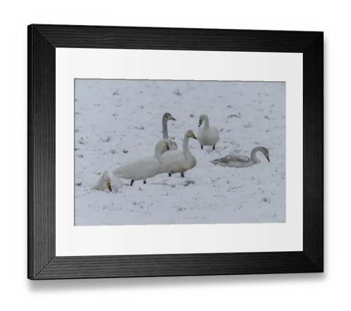 Framed Print : Whooper swans (Cygnus cygnus) in the snow