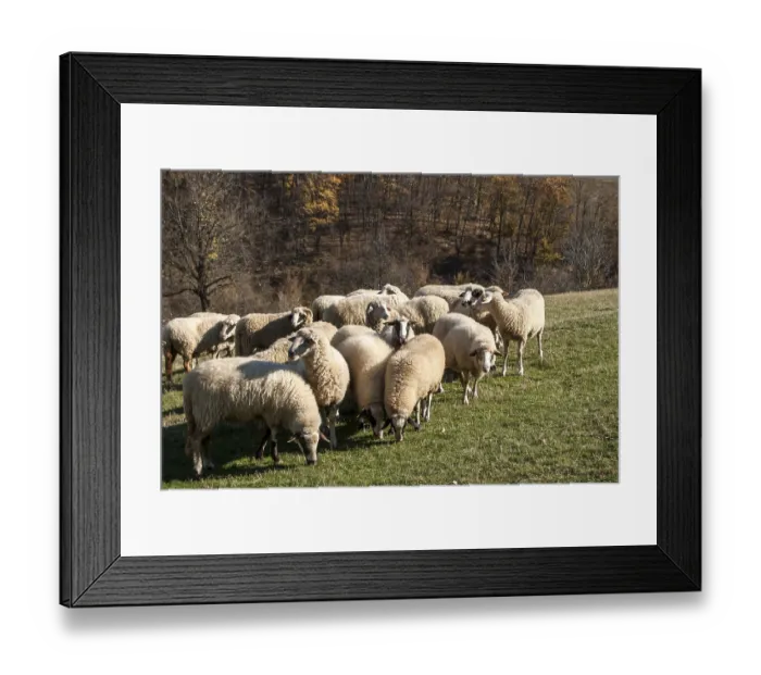Framed Print : Herd of sheep on mountain pasture in sunny autumn day