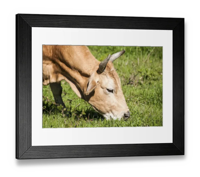 Framed Print : Head of cow grazing on green meadow Framed Print : Head of cow grazing on green meadow
