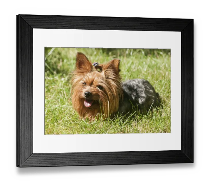 Framed Print : Female Yorkshire terrier dog on green lawn closeup