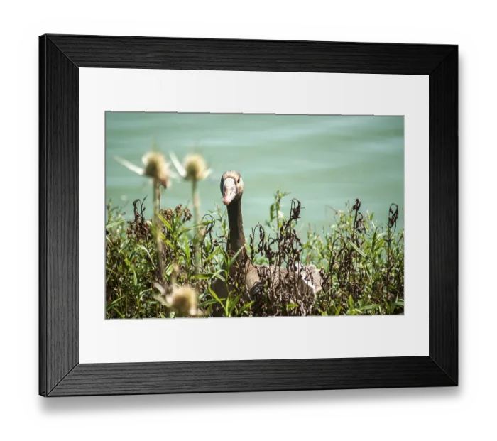 Framed Print : Greater white-fronted goose on greenery and pond water background Framed Print : Greater white-fronted goose on greenery and pond water background