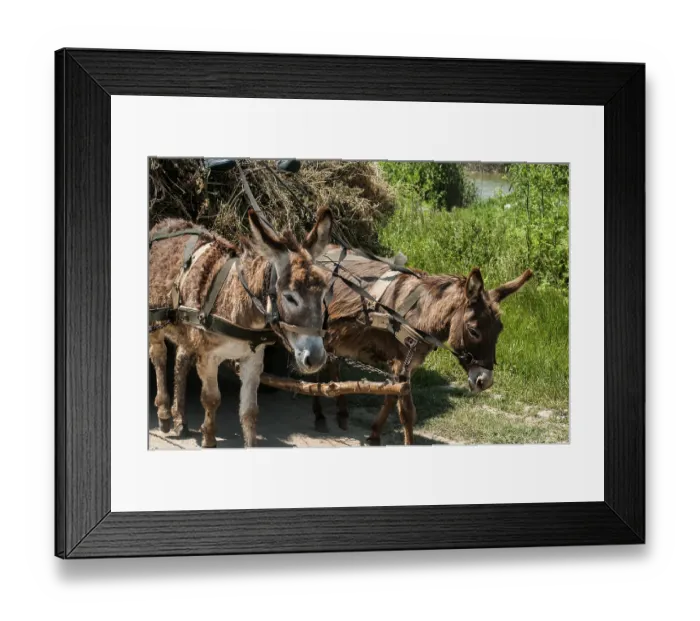 Framed Print : Donkeys pulling a cart loaded with hay