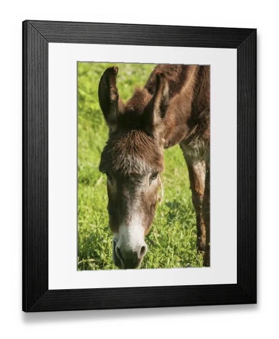 Framed Print : Head of grazing donkey on green grass meadow