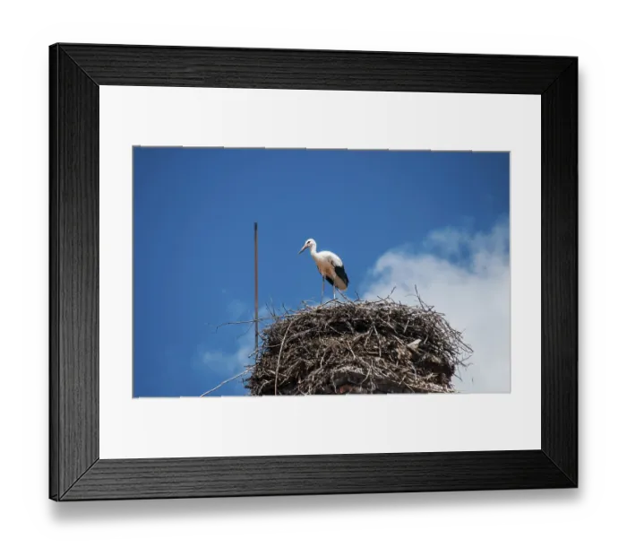 Framed Print : Young stork in nest built on brick chimney Framed Print : Young stork in nest built on brick chimney