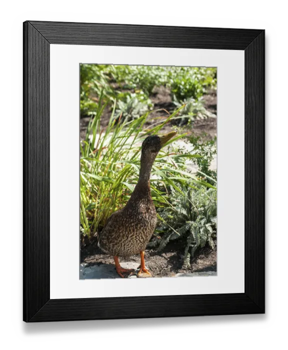 Framed Print : Colorful wild mallard duck closeup to park pond