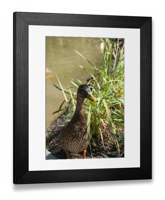 Framed Print : Colorful wild mallard duck closeup to park pond Framed Print : Colorful wild mallard duck closeup to park pond