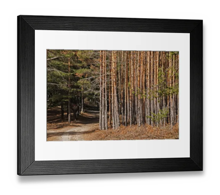 Framed Print : Moribund pine forest attacked by peak ips engraver bark beetles insect Framed Print : Moribund pine forest attacked by peak ips engraver bark beetles insect