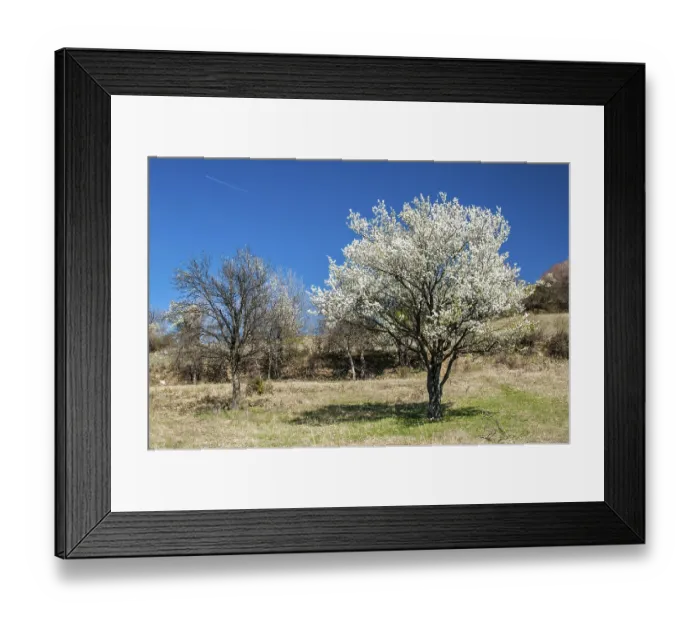 Framed Print : Flowering plum tree on springtime mountain meadow in clear sunny day