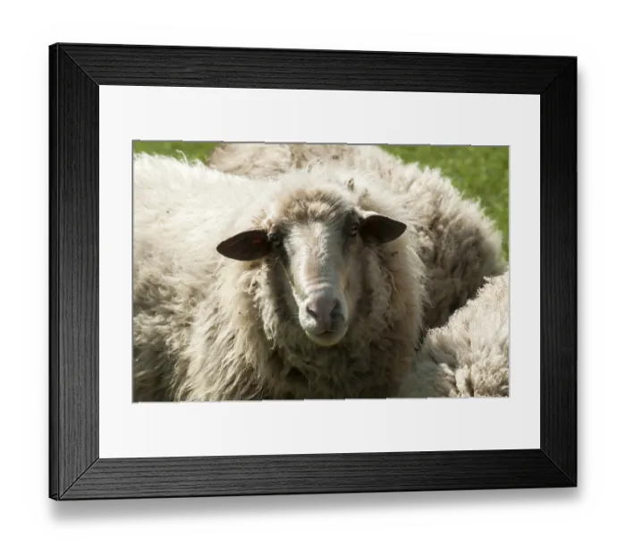 Framed Print : Shaggy sheep closeup on green grass meadow background