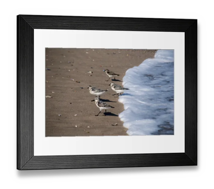 Framed Print : Common sandpipers Actitis hypoleucos on sand beach water line in sunny summer day