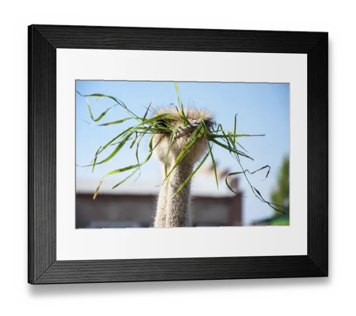 Framed Print : African ostrich (Struthio camelus) Framed Print : African ostrich (Struthio camelus)