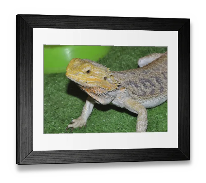 Framed Print : Bearded agama (Latin. Pogona vitticeps)