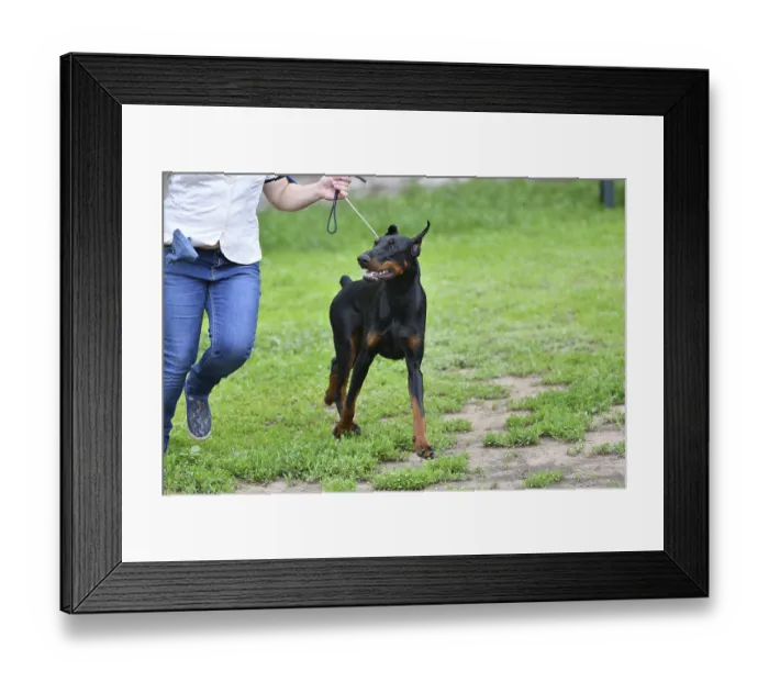 Framed Print : Orenburg, Russia - June 11, 2017: A girl is training a Dog of the Doberman breed