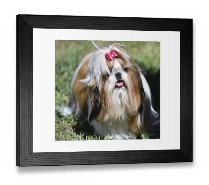Framed Print : Dog breed Yorkshire Terrier, or York on a walk on a summer day Framed Print : Dog breed Yorkshire Terrier, or York on a walk on a summer day