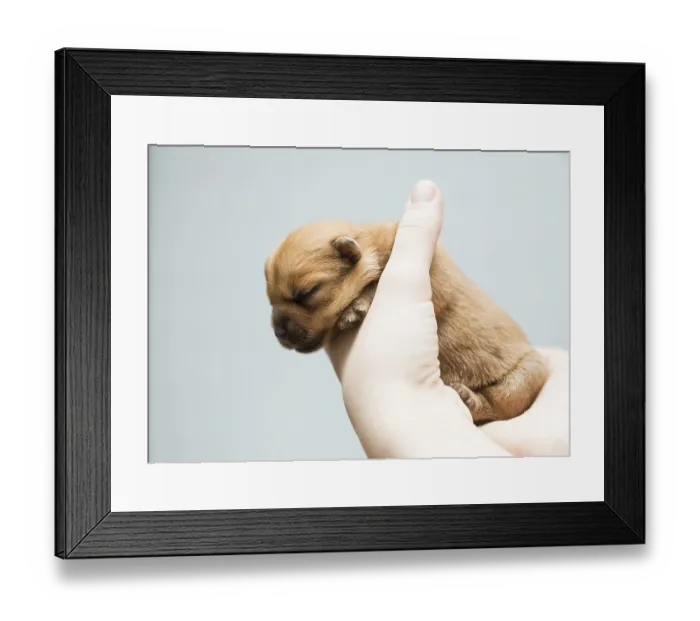 Framed Print : Newborn puppy Norfolk terrier in the caring female hands