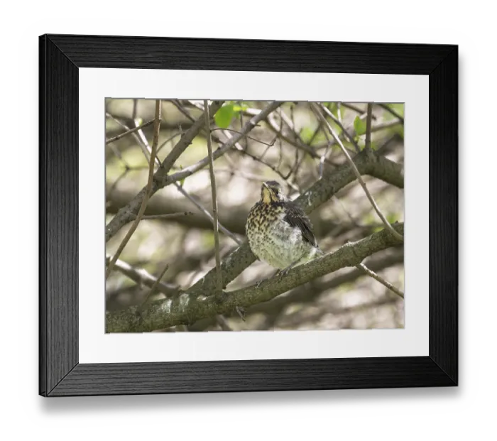 Framed Print : Fieldfare chick fledgling sitting on a bush branch Framed Print : Fieldfare chick fledgling sitting on a bush branch