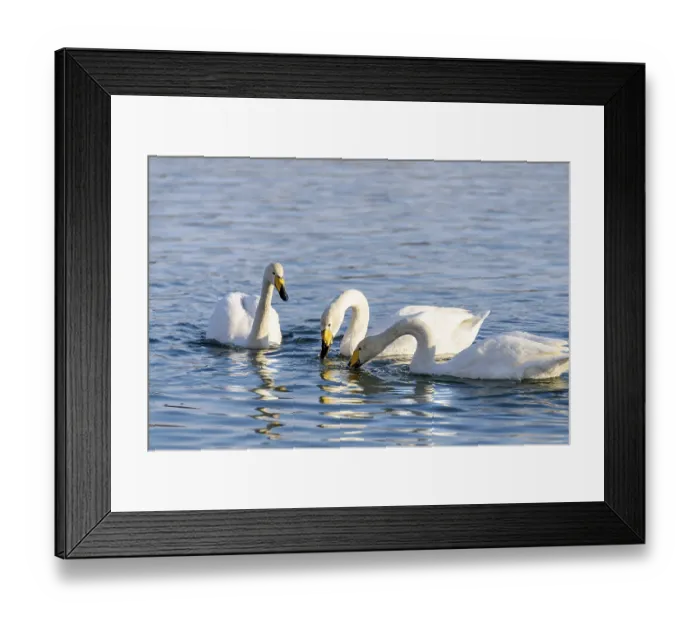 Framed Print : White swans in winter on a non-freezing river on a Sunny day