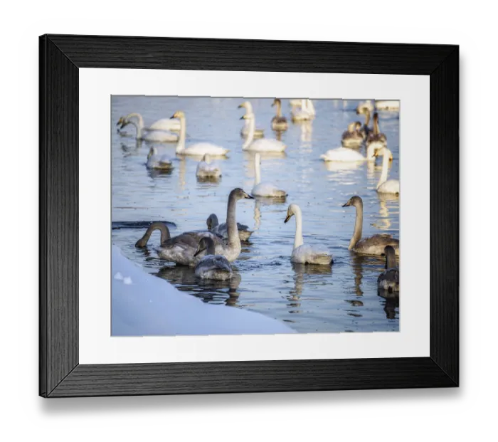Framed Print : Wild swans swim on the water on a Sunny day Framed Print : Wild swans swim on the water on a Sunny day