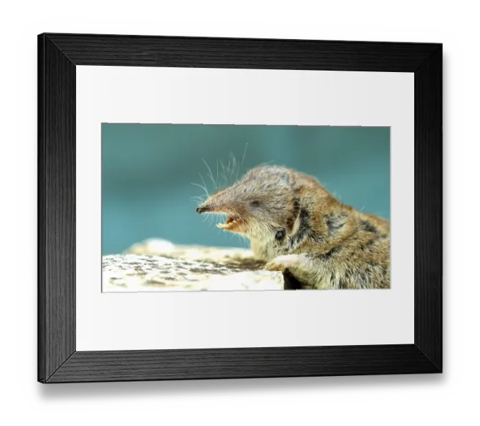Framed Print : Bicolored Lesser white-toothed Shrew (Crocidura suaveolens) on stone with open mouth and white dangerous teeth Framed Print : Bicolored Lesser white-toothed Shrew (Crocidura suaveolens) on stone with open mouth and white dangerous teeth