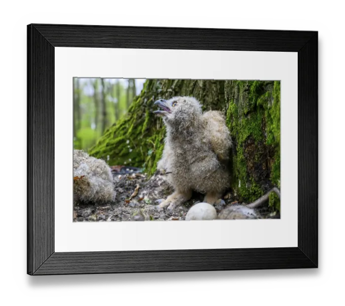 Framed Print : Munsterland, North Rhine-Westphalia